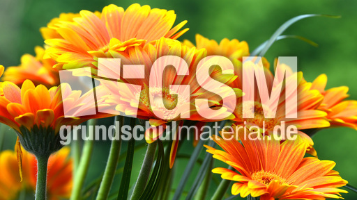Gerbera_4.jpg